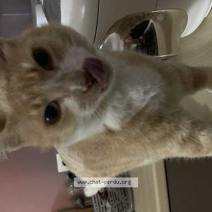 Photo 1/1 Filou Chat lost in Ercuis