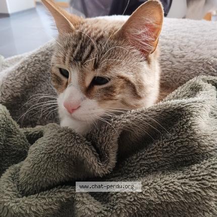 Photo 1/1 Simba Chat lost in Brebieres