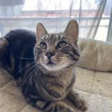 Picture of cat lost at Pompey