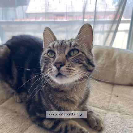 Photo 1/1 Stitch Chat lost in Pompey