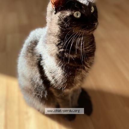 Foto 1/1 Kat teruggevonden Vermist in La Bouverie