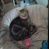 Picture of cat lost at Issans