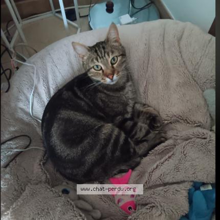 Photo 1/1 Flufy Chat lost in Issans