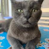 Picture of cat lost at Deuil La Barre