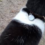 Picture of cat found at Craonne