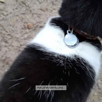 Photo 1/3 Found cat Found in Craonne