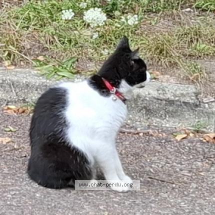 Photo 2/3 Found cat Found in Craonne