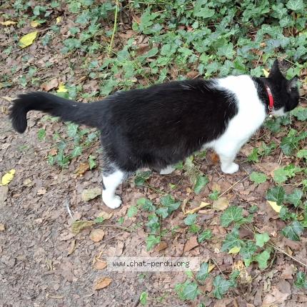 Photo 3/3 Found cat Found in Craonne