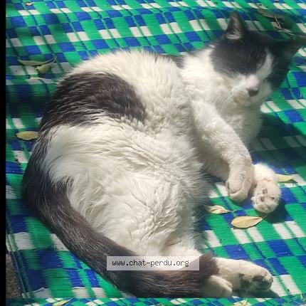 Photo 1/1 R&eacute;glisse Chat lost in Champigny sur marne