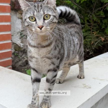 Photo 1/1 Pixelle Chat lost in Montmorency