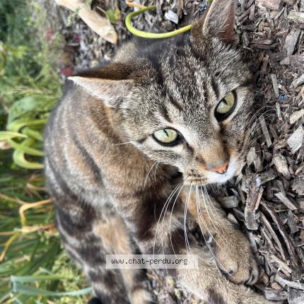 Photo 1/1 Missile Chat lost in Mulsanne