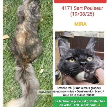 Photo 1/1 Mira Chat lost in Poulseur