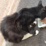 Picture of cat found at Jussey 70