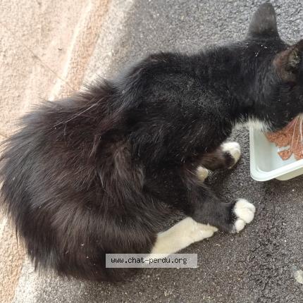 Photo 1/1 Found cat Found in Jussey 70