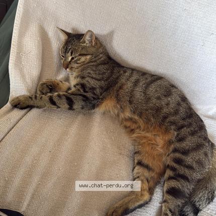 Photo 1/1 Tara Chat lost in Vaujours