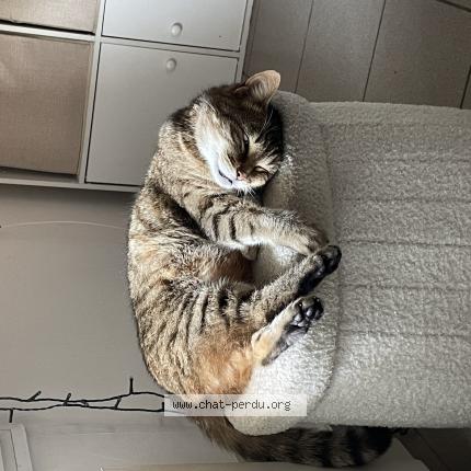 Photo 1/1 Mougli Chat lost in Amiens