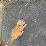 Picture of cat found at Villeneuve Tolosane