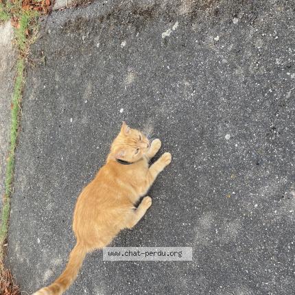 Photo 1/1 Found cat Found in Villeneuve tolosane