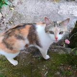 Picture of cat found at Le Monastere