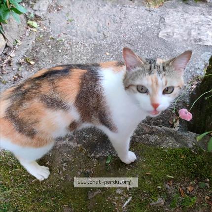 Photo 1/1 Found cat Found in Le monastere