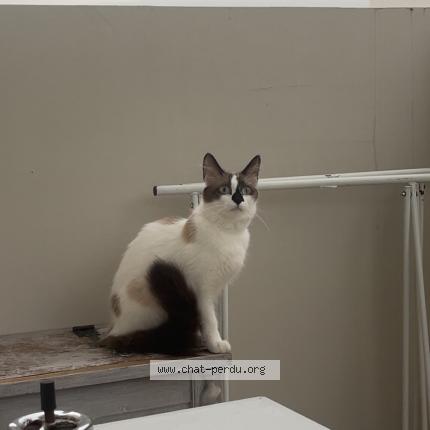 Photo 1/1 Vanille Chat lost in Aucamville