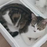Picture of cat lost at Saint Valery Sur Somme