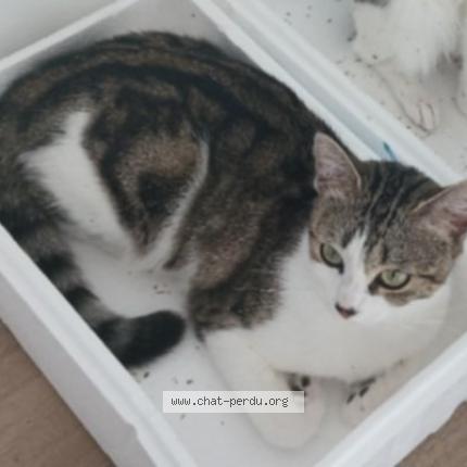 Photo 1/1 Fripouille Chat lost in Saint valery sur somme