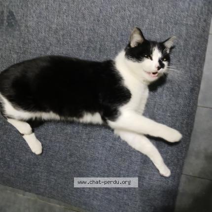 Photo 1/1 Ponyo Chat lost in Parmain