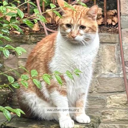 Foto 1/1 Kat teruggevonden Vermist in Ukkel