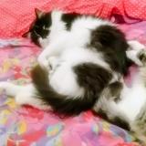 Picture of cat lost at Le Perrier