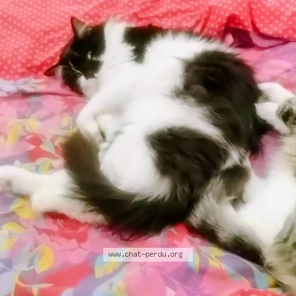 Photo 1/1 Kik&ugrave; Chat lost in Le perrier