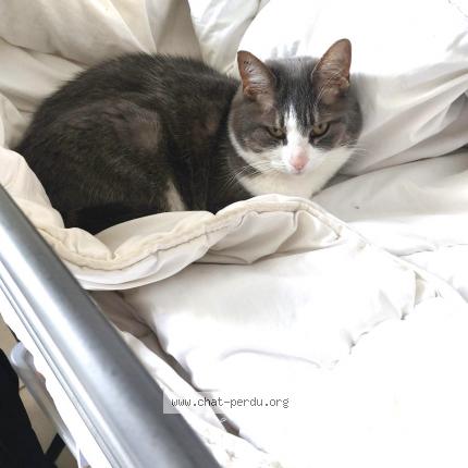 Photo 1/1 Michmouche Chat lost in Plottes