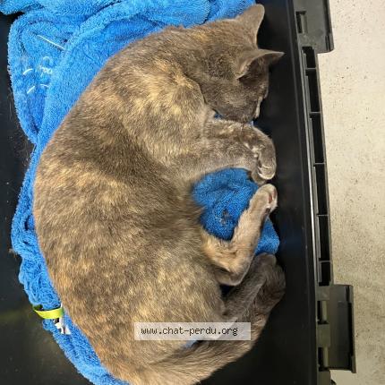 Photo 1/1 Found cat Found in Roubaix