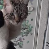 Picture of cat lost at Tournefeuille