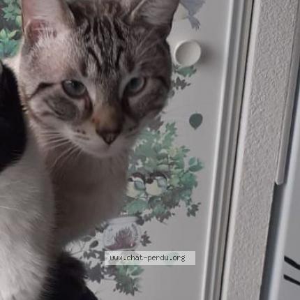 Photo 1/4 Maya Chat lost in Tournefeuille