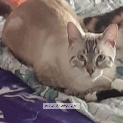 Photo 2/4 Maya Chat lost in Tournefeuille