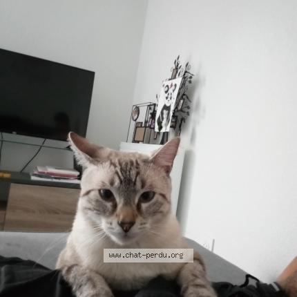 Photo 3/4 Maya Chat lost in Tournefeuille