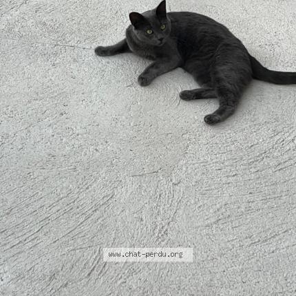 Photo 1/1 TAGADA Chat lost in Chapelle gauthier