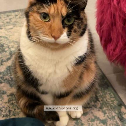 Photo 1/1 Calypso Chat lost in Rouen