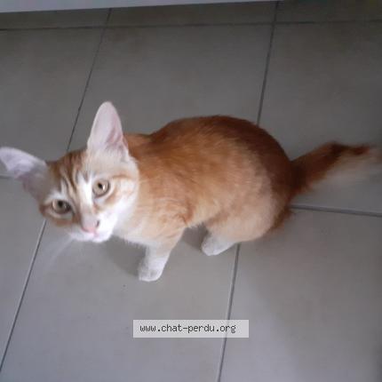 Photo 1/1 Léo Chat lost in Frejus