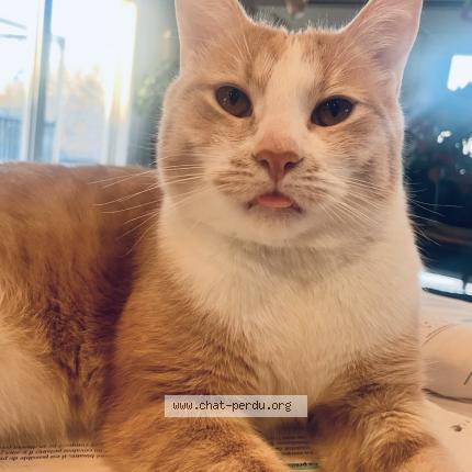 Photo 1/1 Archie Chat lost in Embrun