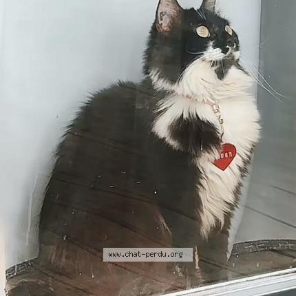 Photo 1/1 Plume Chat lost in Balaruc les bains