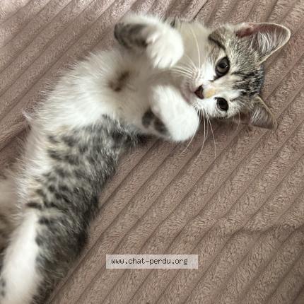 Photo 1/1 Daisy Chat lost in Saint witz