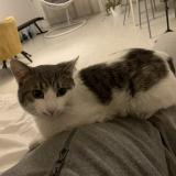 Picture of cat lost at Landerneau