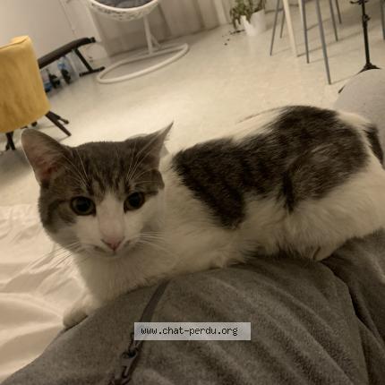 Photo 1/1 Pompon Chat lost in Landerneau