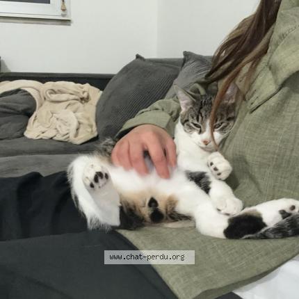 Photo 1/3 Chems Chat lost in La rochelle