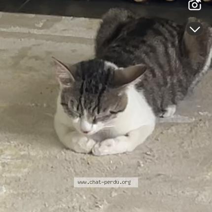 Photo 2/3 Chems Chat lost in La rochelle