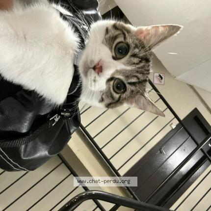 Photo 3/3 Chems Chat lost in La rochelle