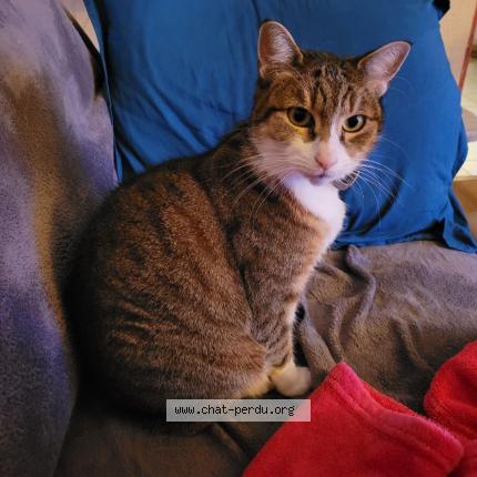 Photo 1/1 Loulou Chat lost in Espondeilhan