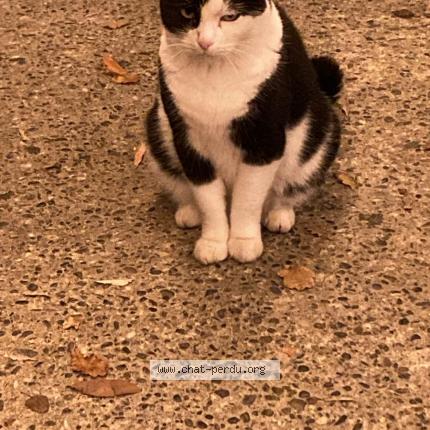 Photo 1/1 Arthur Chat lost in Tournefeuille